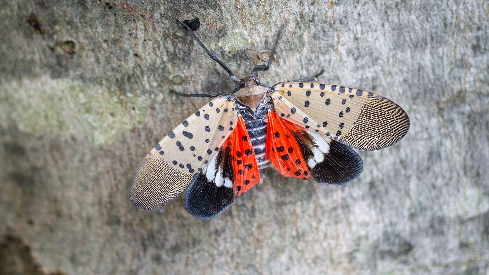 close-up of a spotted lanternfly with its wings open showing red and black patterns