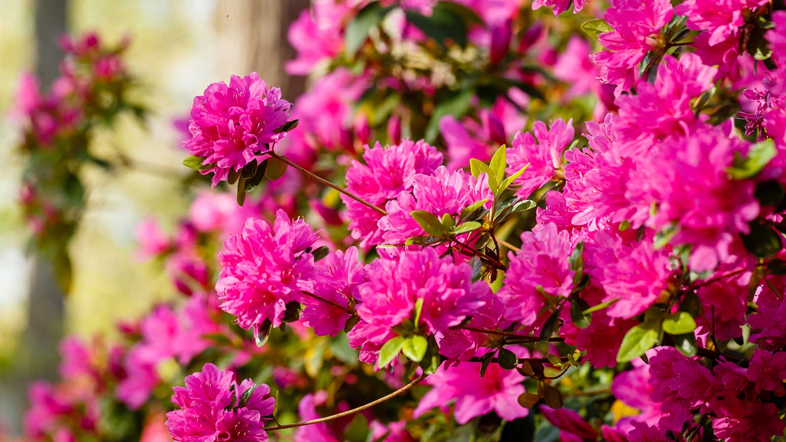 Azalea blossoms for a springtime natural scavenger hunt