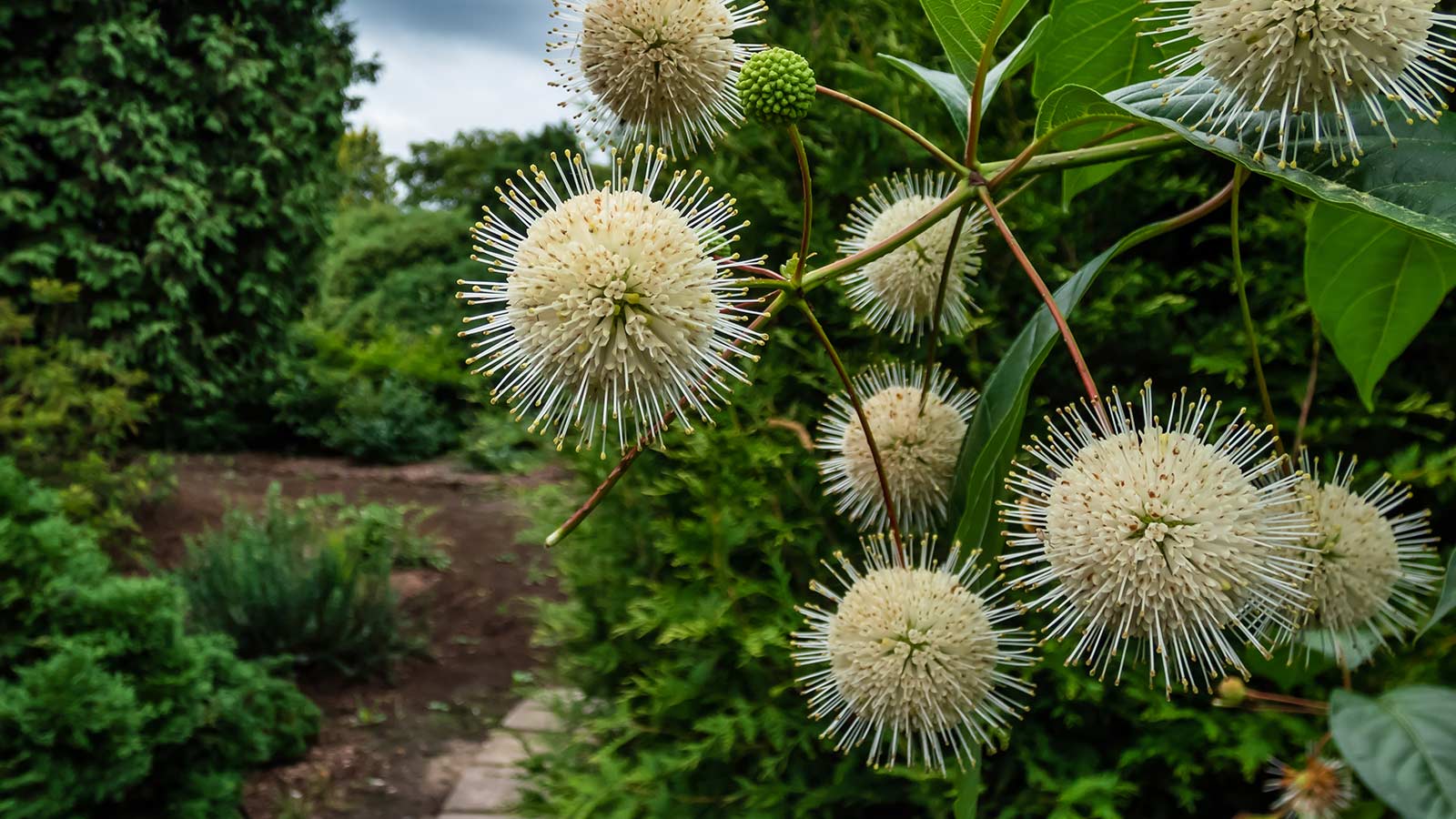 A fast-growing thicket providing natural privacy screening.
