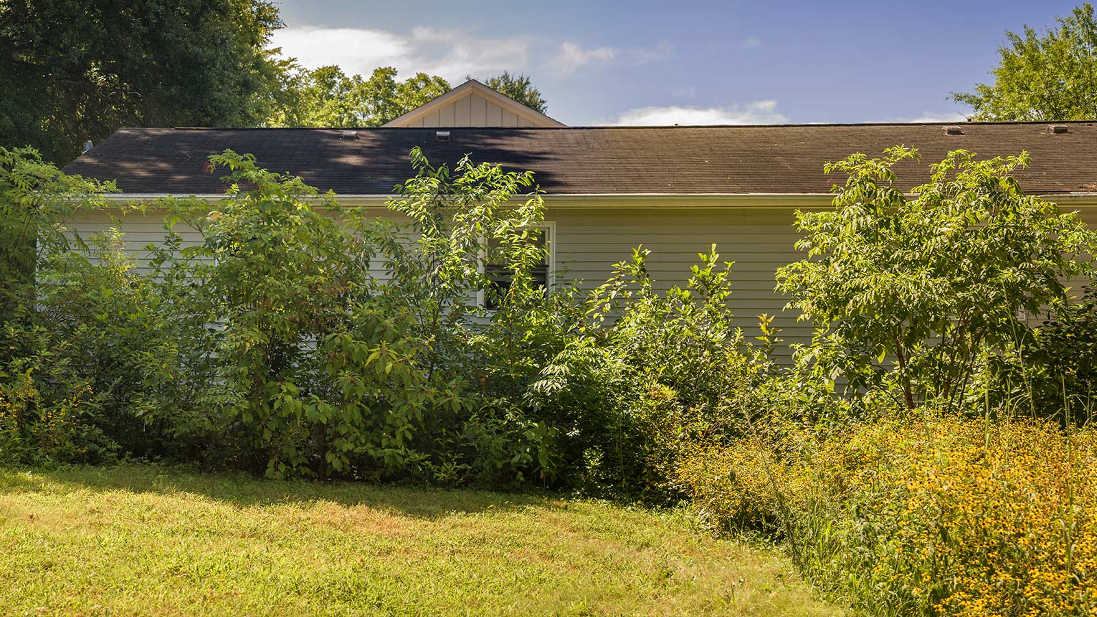 Dense thicket of small native trees and shrubs for privacy.