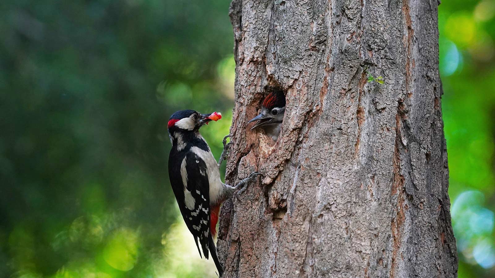 Treecologist Tribune newsletter header design