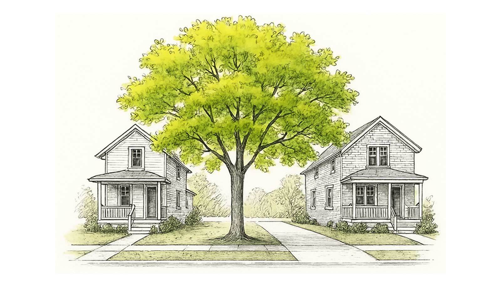 Oak tree between two houses.