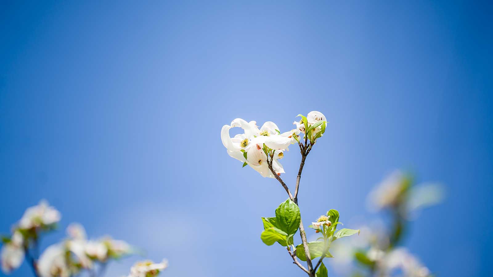 Healthy urban trees with strong trunks and green canopies