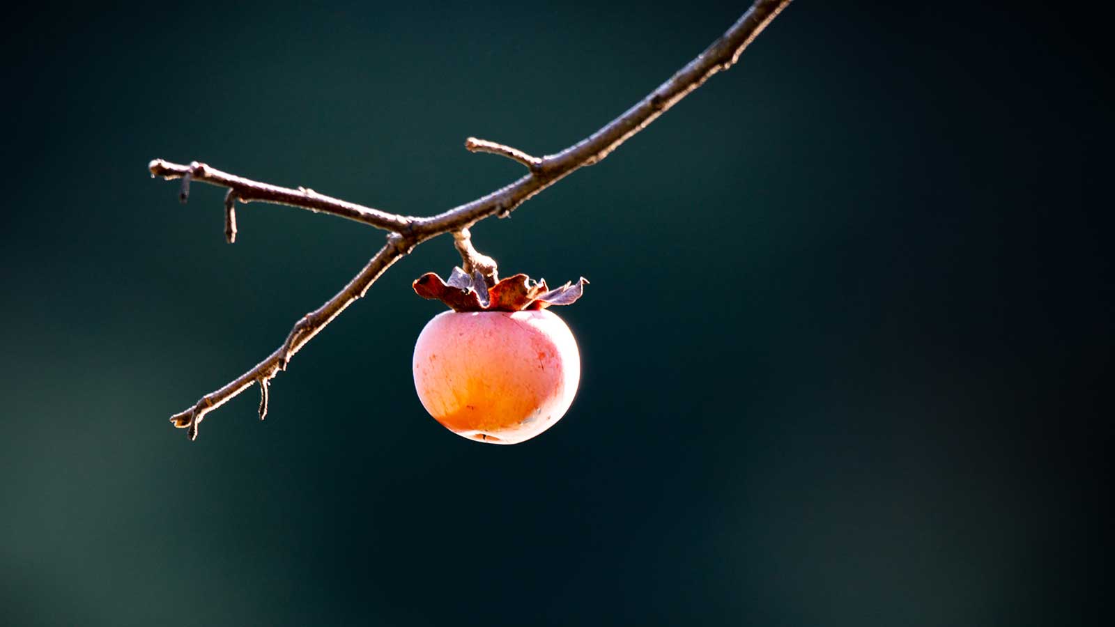 Native trees providing habitat and environmental benefits.
