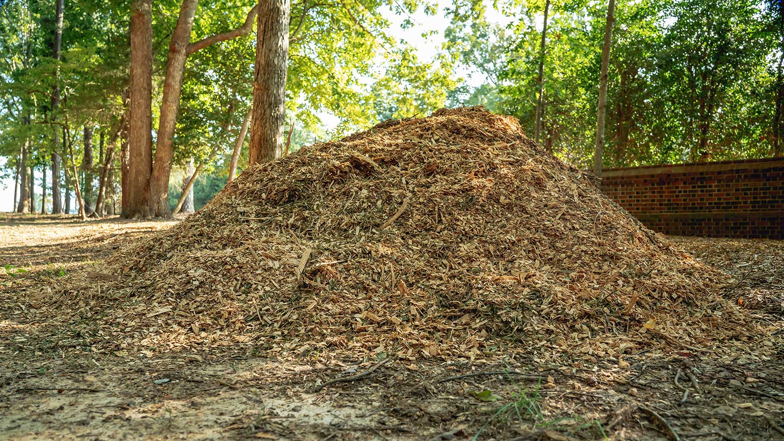 Pile of fresh wood chips for mulching trees