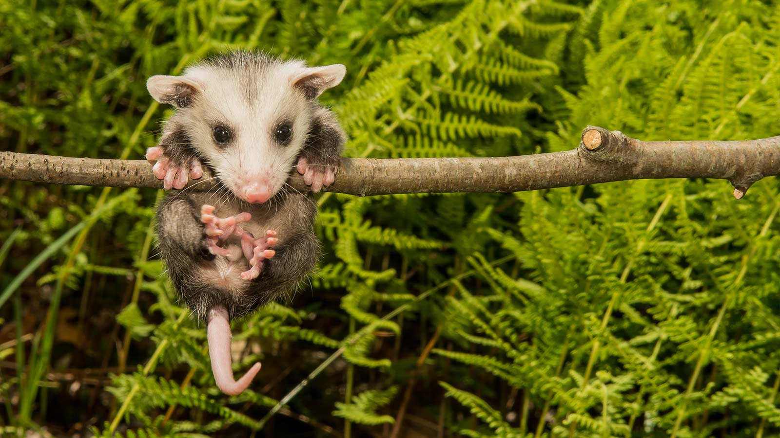 Opossum in natural habitat, beneficial for ecosystem health.