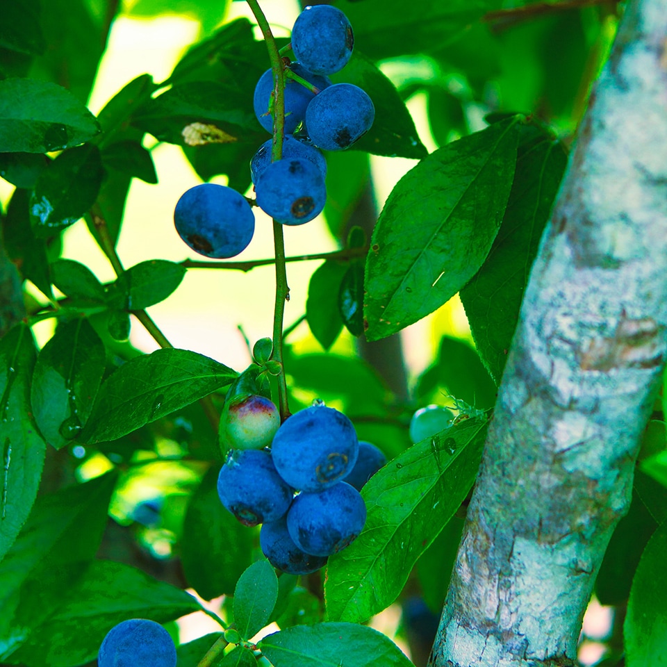 Dense blueberry thicket for privacy screen