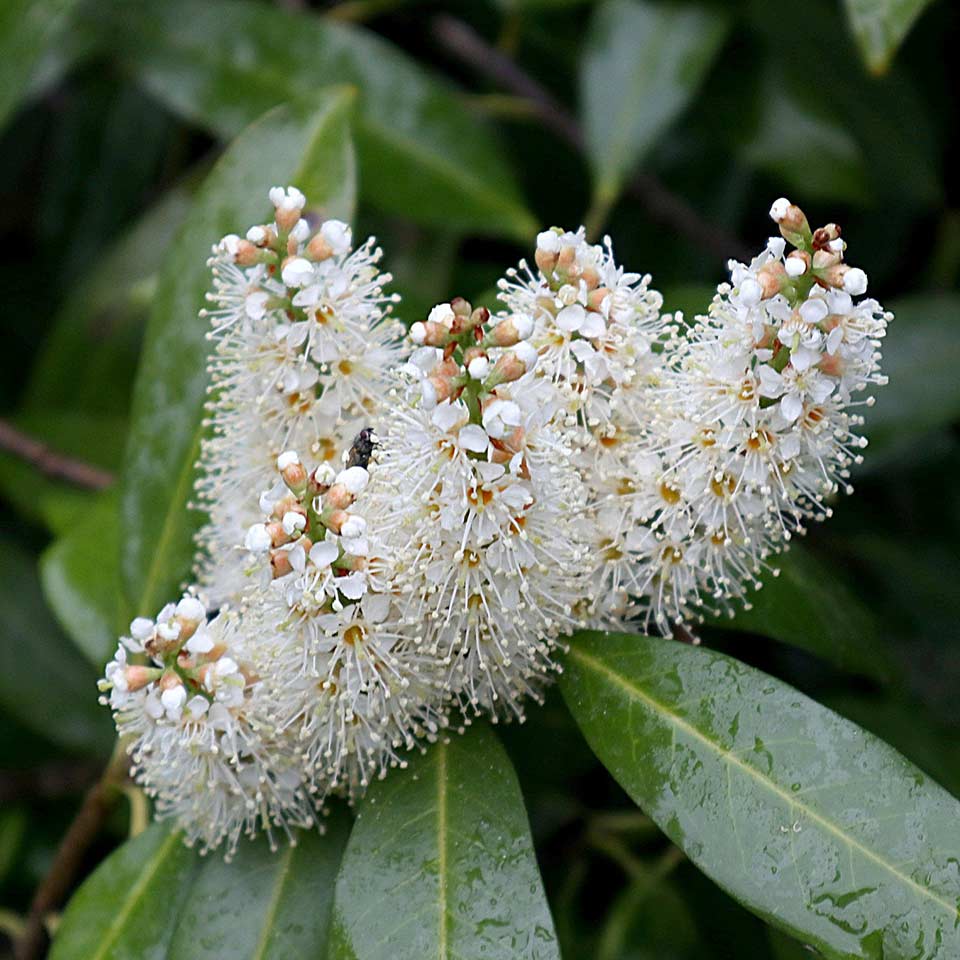 Carolina cherry laurel shrub with glossy leaves