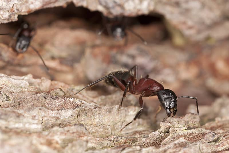carpenter ant up close