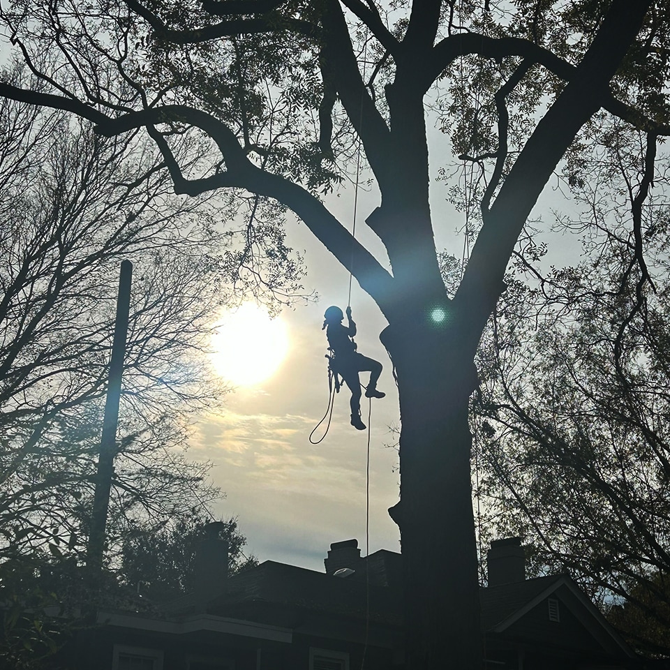 We climbed a lot of trees. A lot! From structural pruning to training, we spent a lot of time among the branches this year.