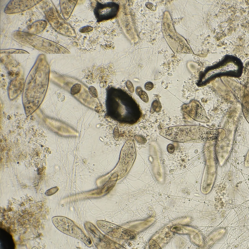 Close up of soil resisting disease due to strong soil microbiome