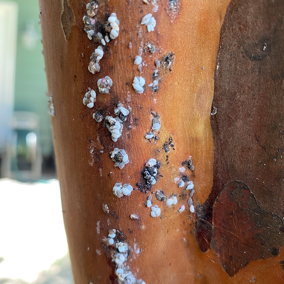 Crape Myrtle Bark Scale infestation on tree bark