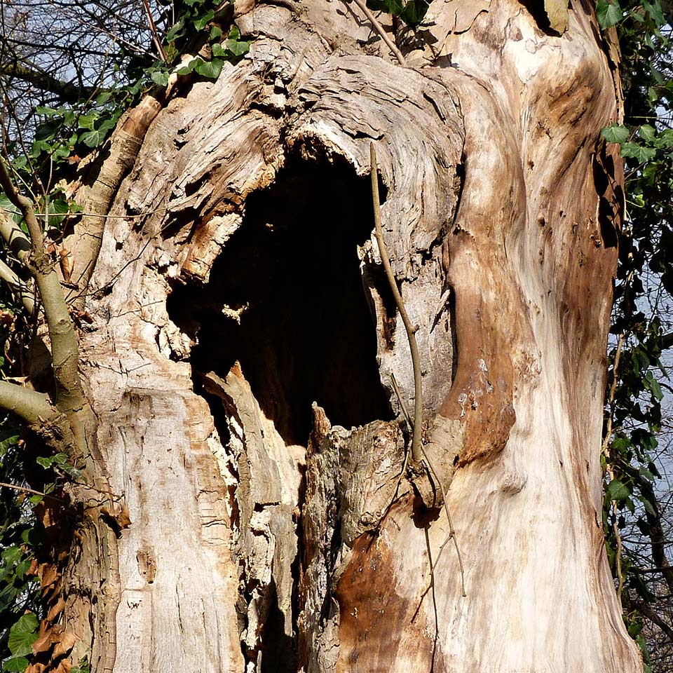 Tree trunk with peeling bark, sign of decay