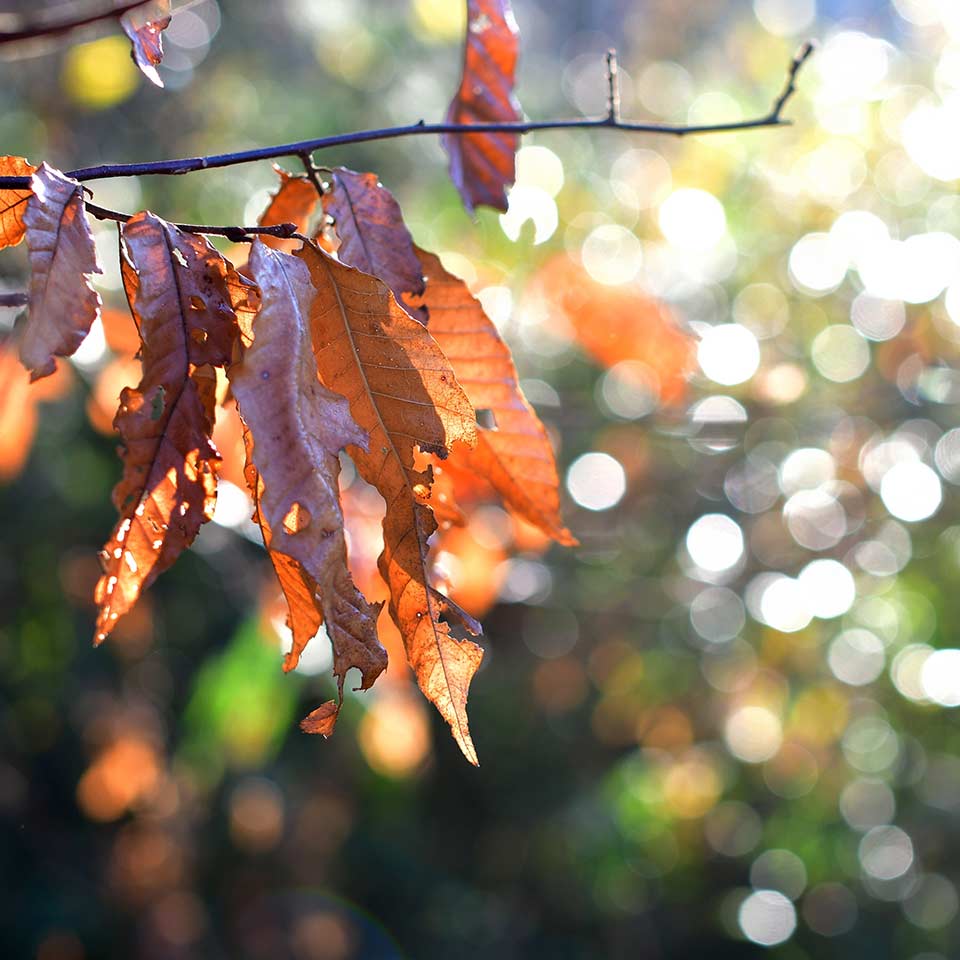 Dead tree with leaves, illustrating decomposition
