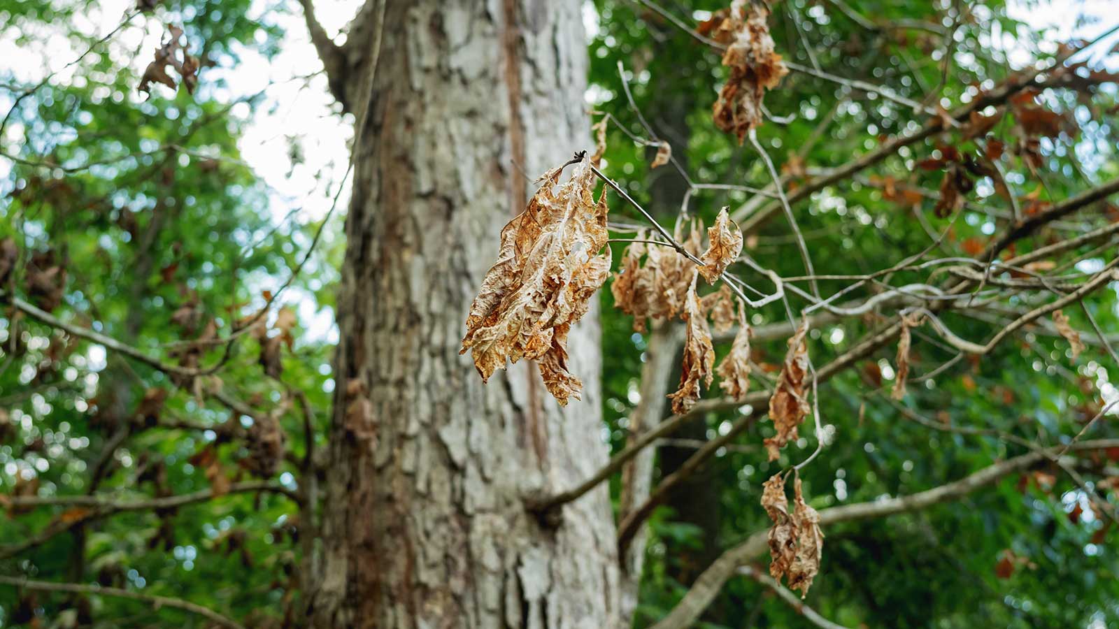 Dead tree with bare branches and peeling bark in summer