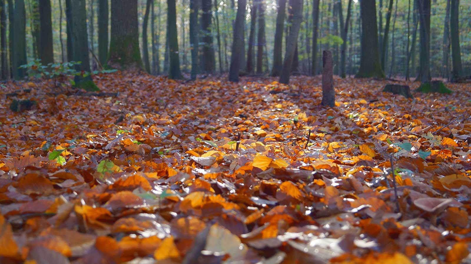 Fallen leaves on a forest floor