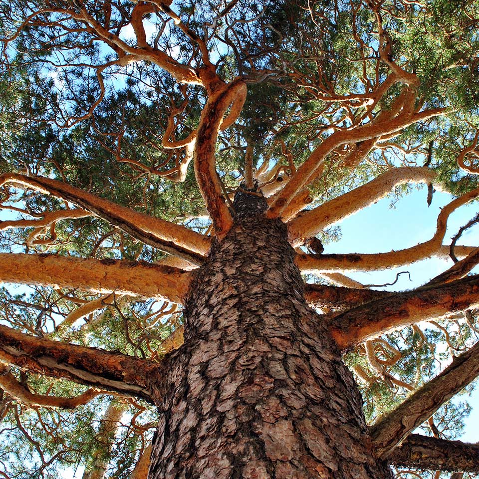 Pruning branches to promote healthy tree structure