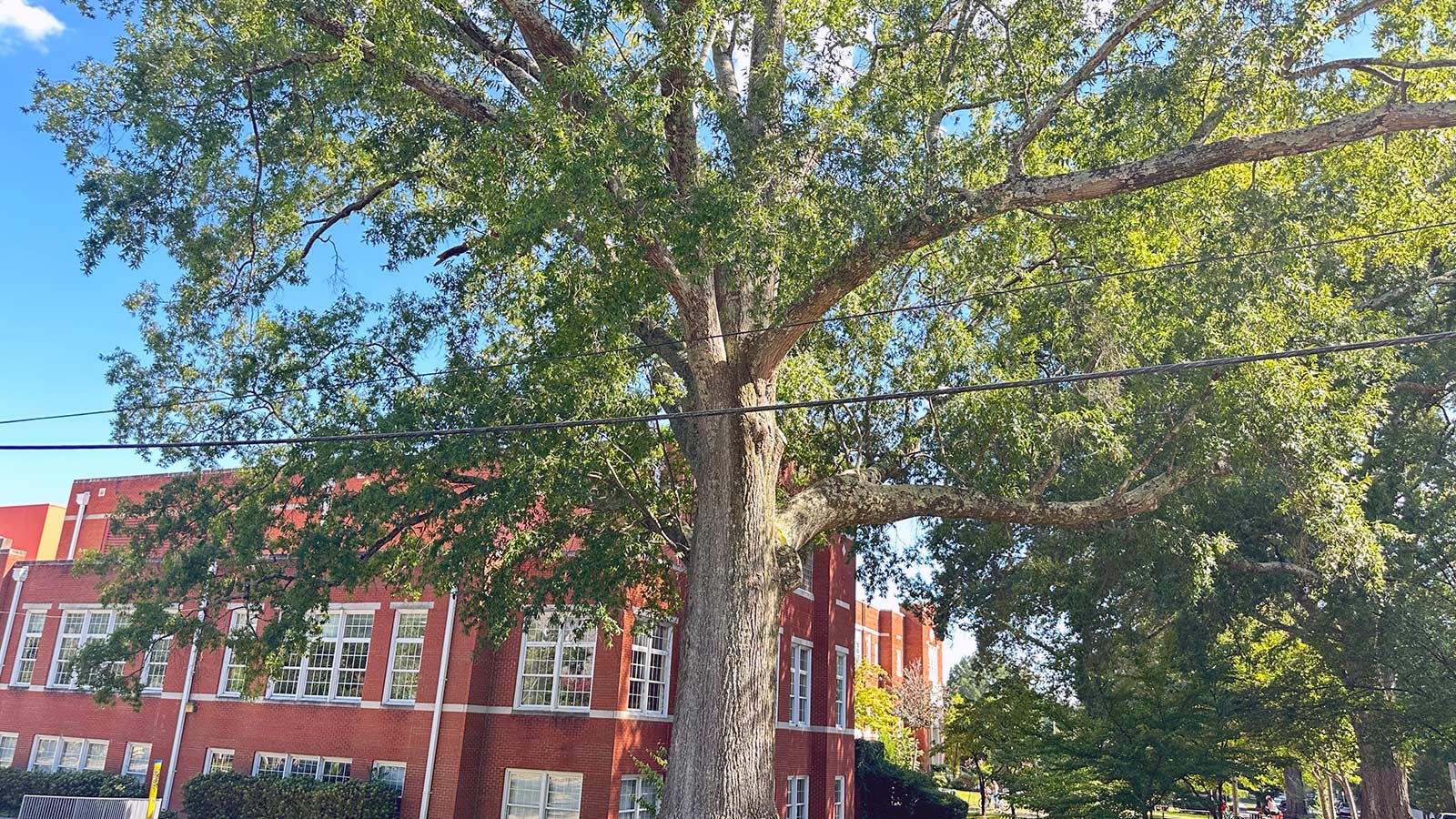 picture of a willow oak next to a school on Watts St in Durham, NC