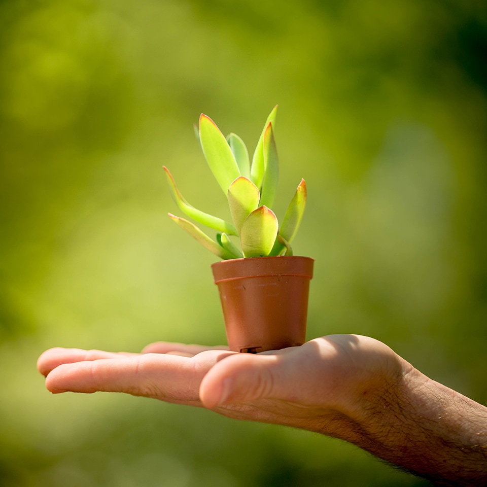 Young plant sprouting, Earth Day celebration