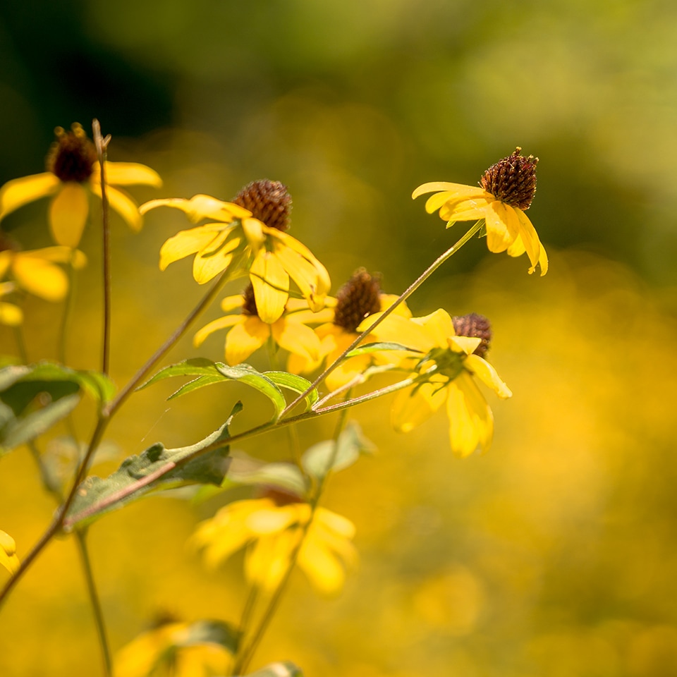 And found even more beauty on the ground.