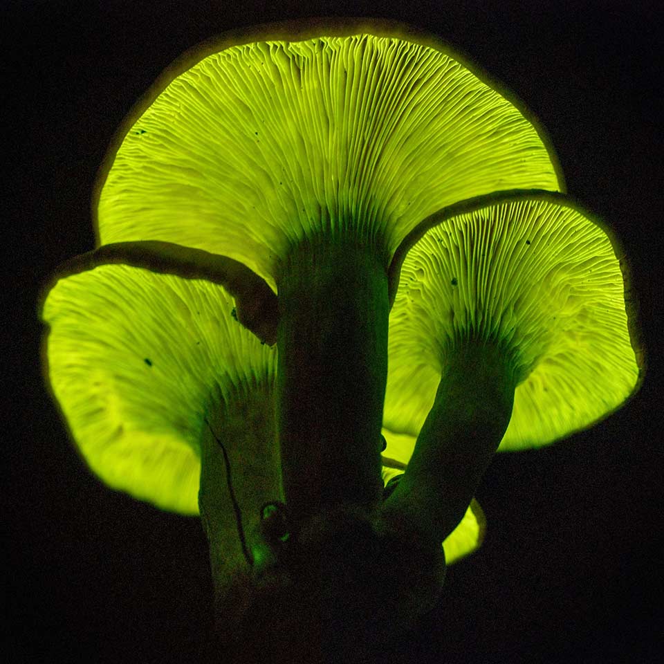 Bioluminescent fungi glowing in the dark