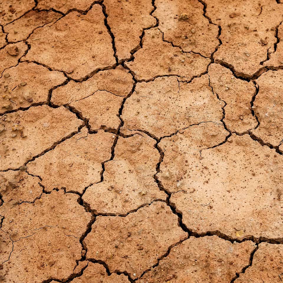 Mycorrhizal mushrooms helping reverse climate change