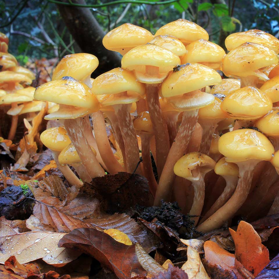 Honey mushroom, the largest living organism