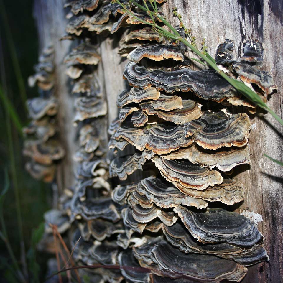 Medicines derived from fungi