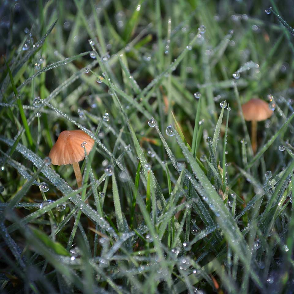 Fungi helping tree roots absorb water