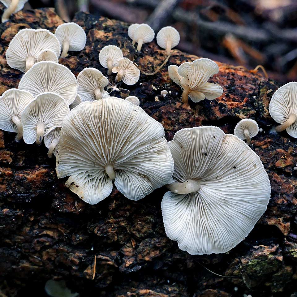 Fungal network connecting tree roots