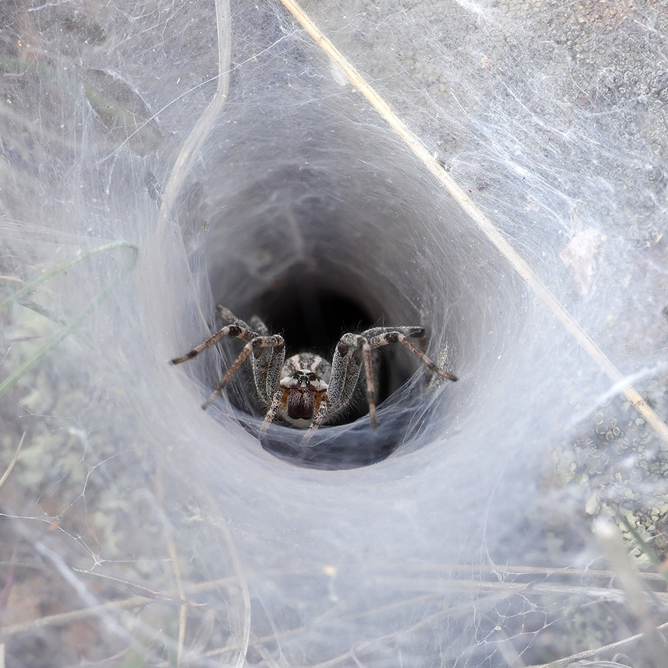 Funnel web spider in dewy grass web