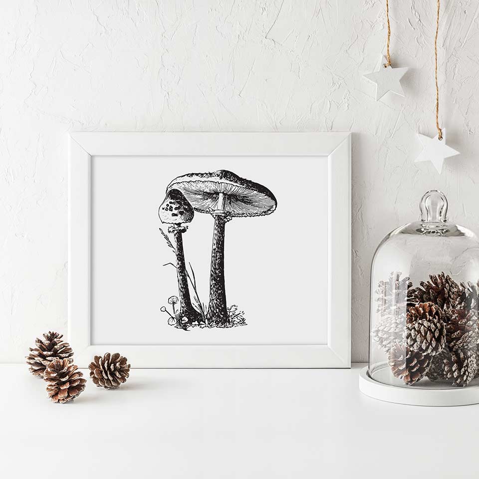 Fungi for mycorrhizal networks in tree roots