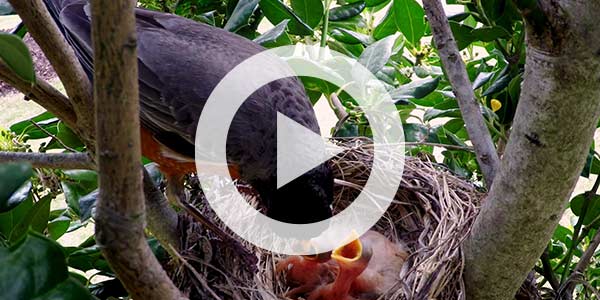 Video about planting native trees to attract birds to your backyard.