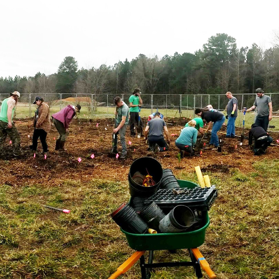 It's all hands on deck planting a high-density forest out at Pandoland.