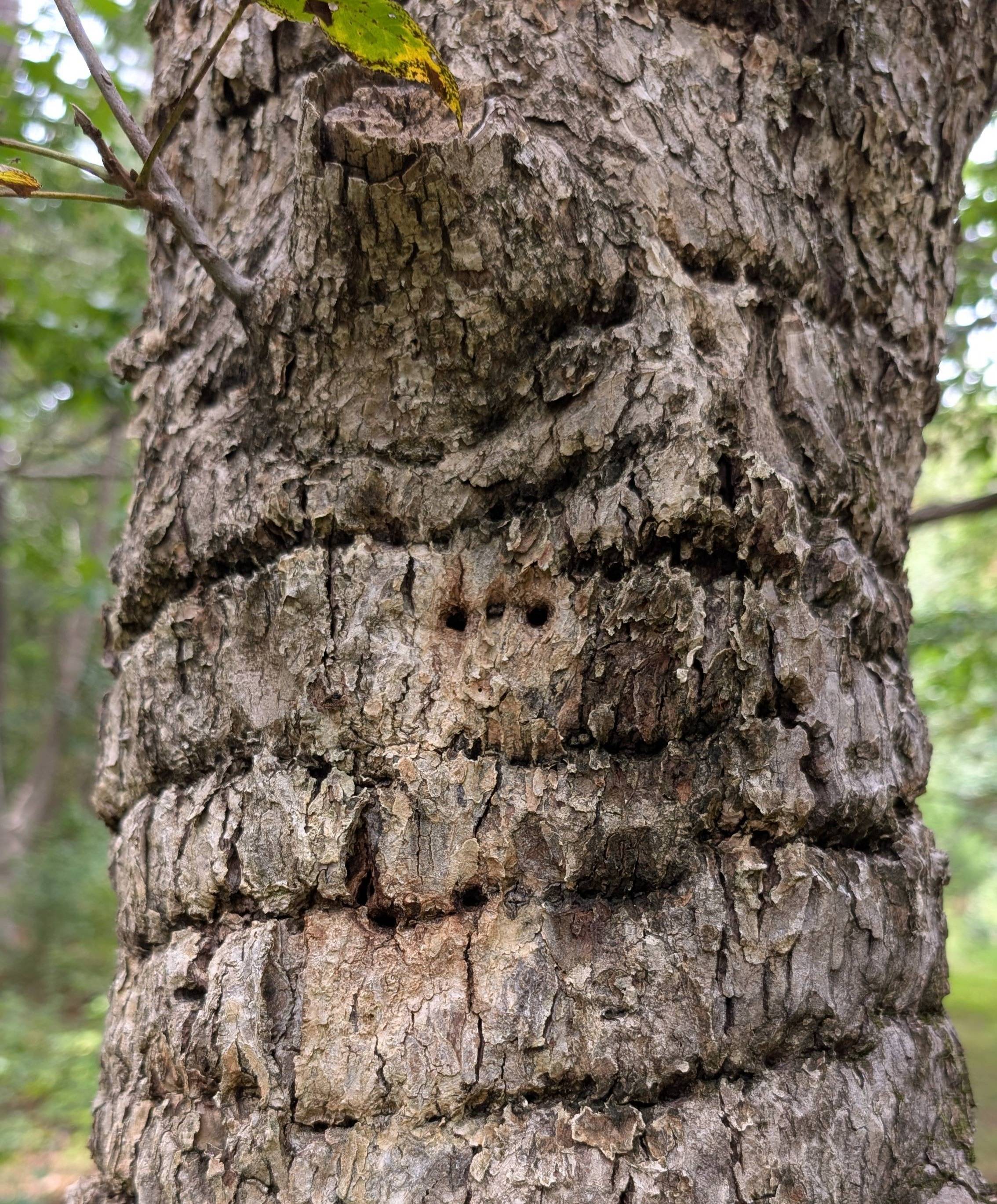Pits on the trunk of a tree from a yellow-bellied sapsucker