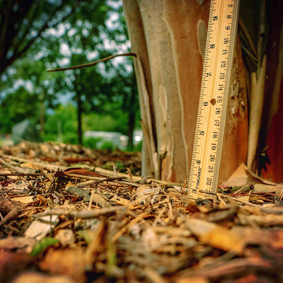 Proper mulch depth around a young tree