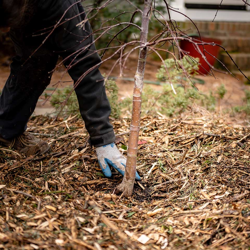 Applying wood chips around newly planted tree