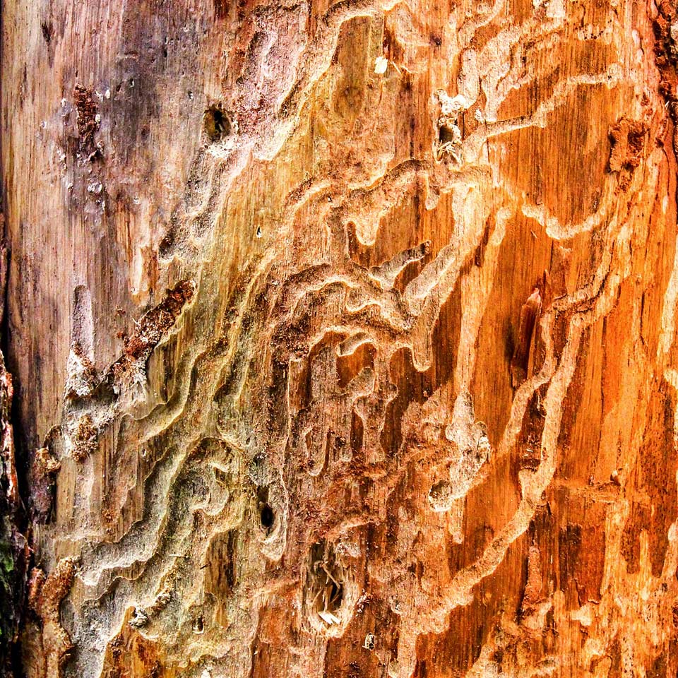 Tree bark showing signs of insect infestation
