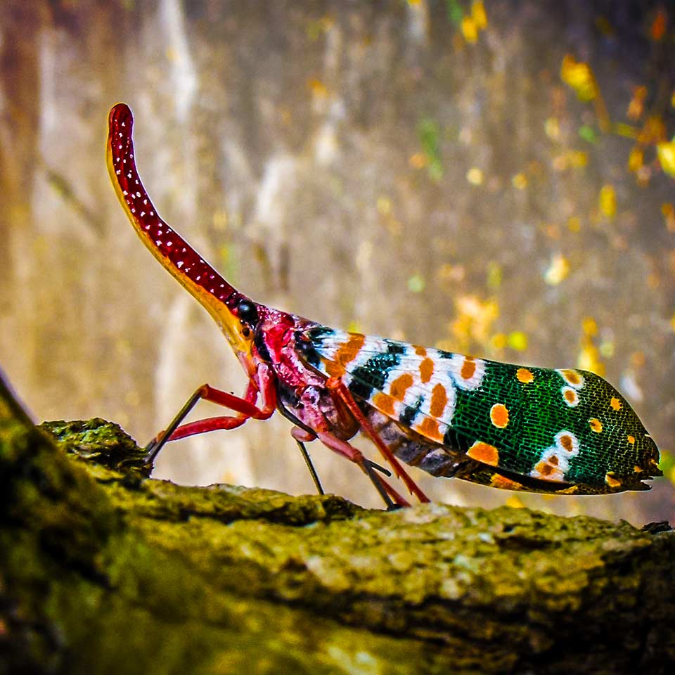 Cicada, example of insect biodiversity