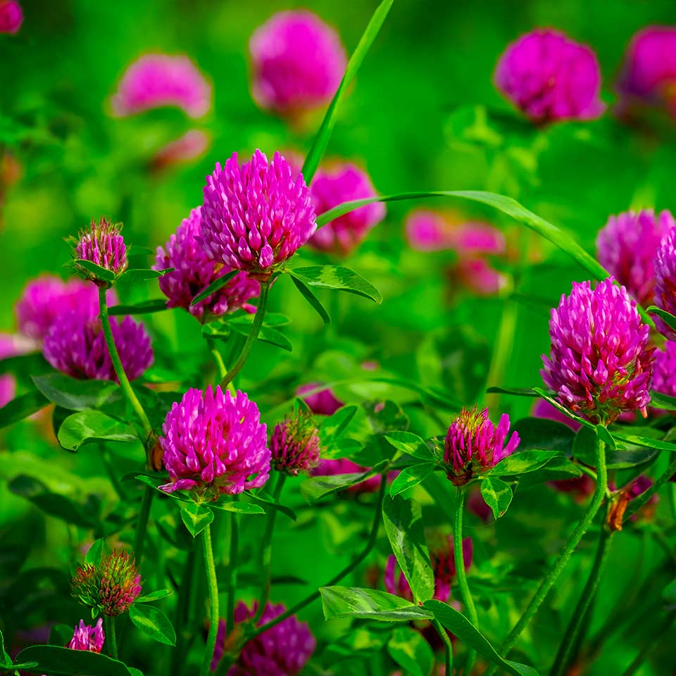 Clover lawn, alternative to monoculture turf for insects