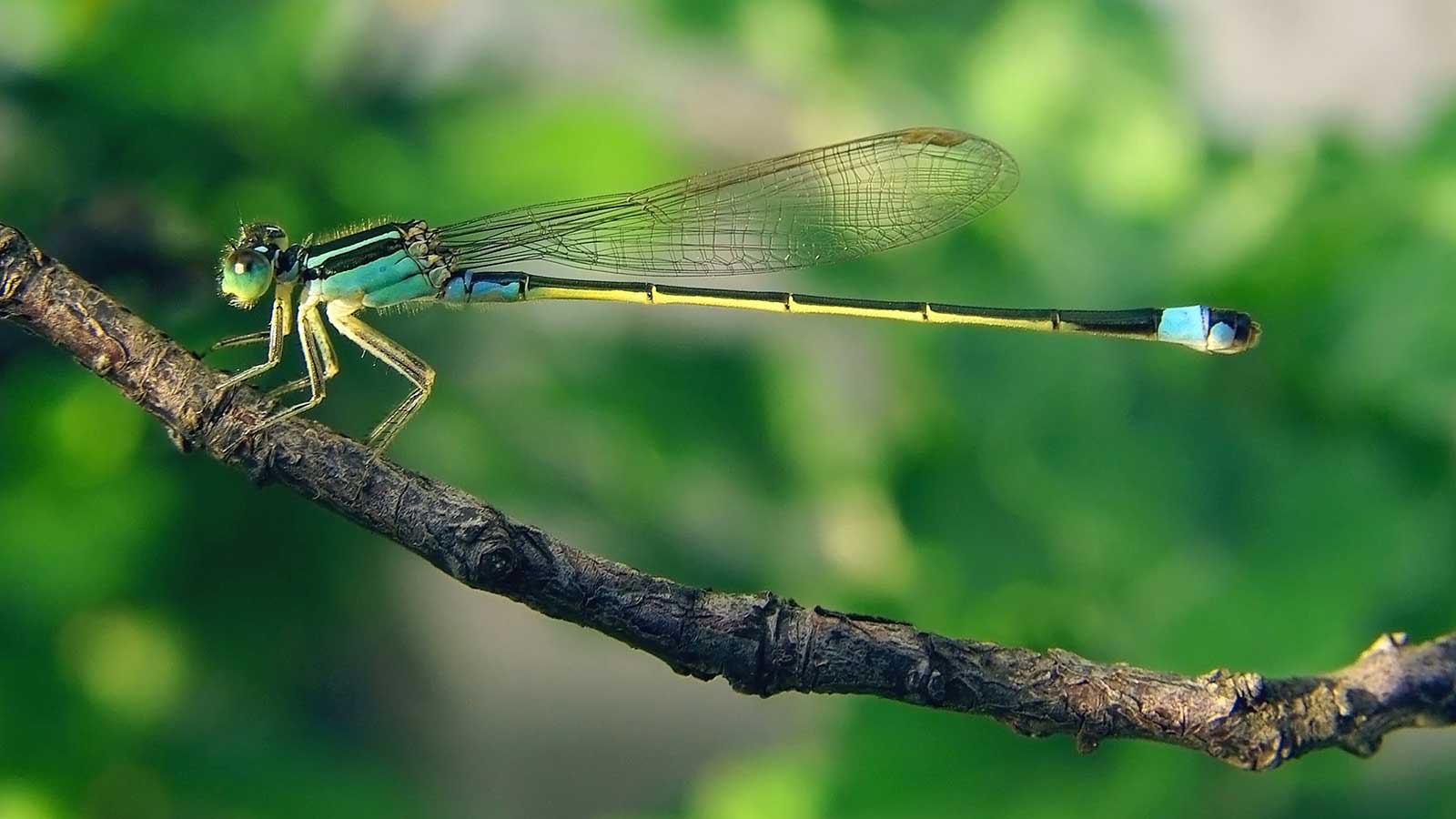 Colorful dragonfliy supporting healthy ecosystems.