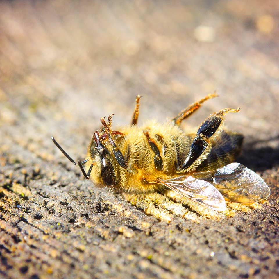 Dead bee, illustrating impact of insecticides