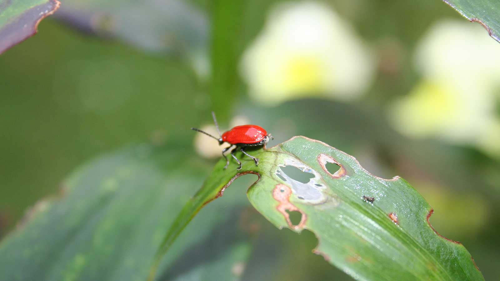 Tree leaves and bark showing signs of insect pest damage.