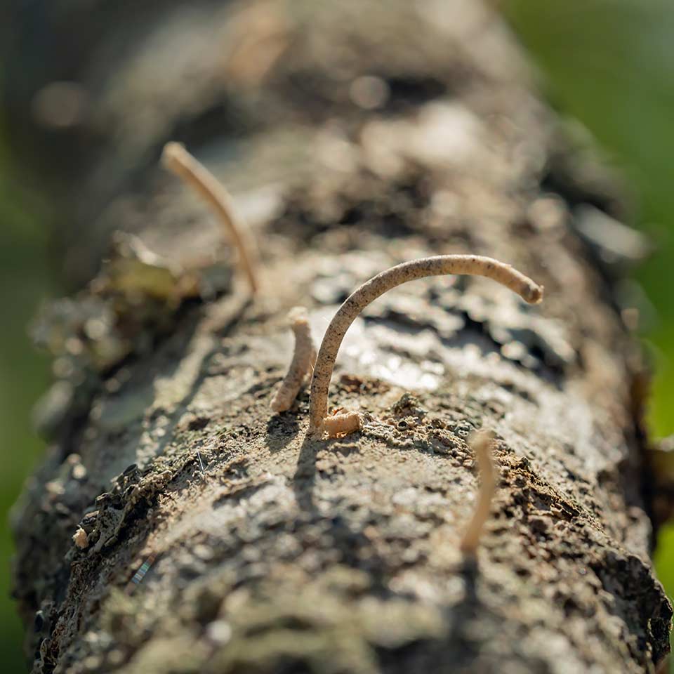 Tree bark with holes from insect pests