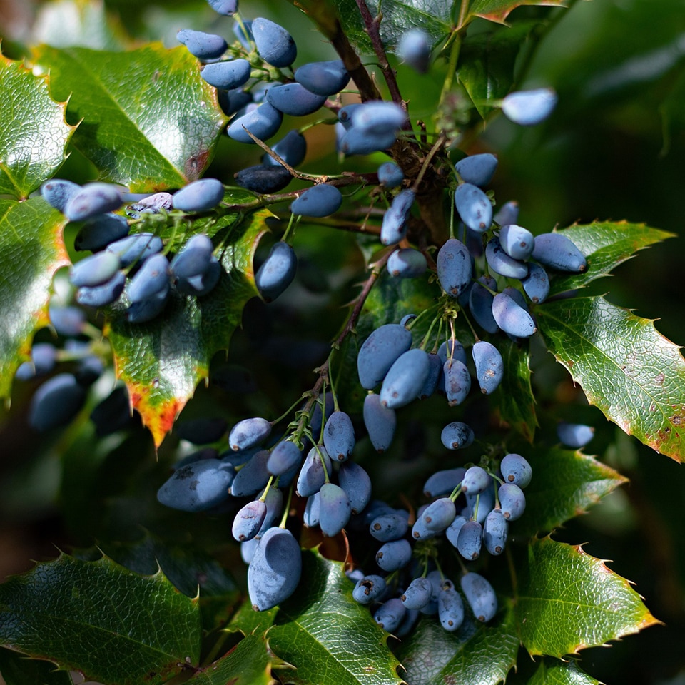 Mahonia, invasive shrub with grape-like berries