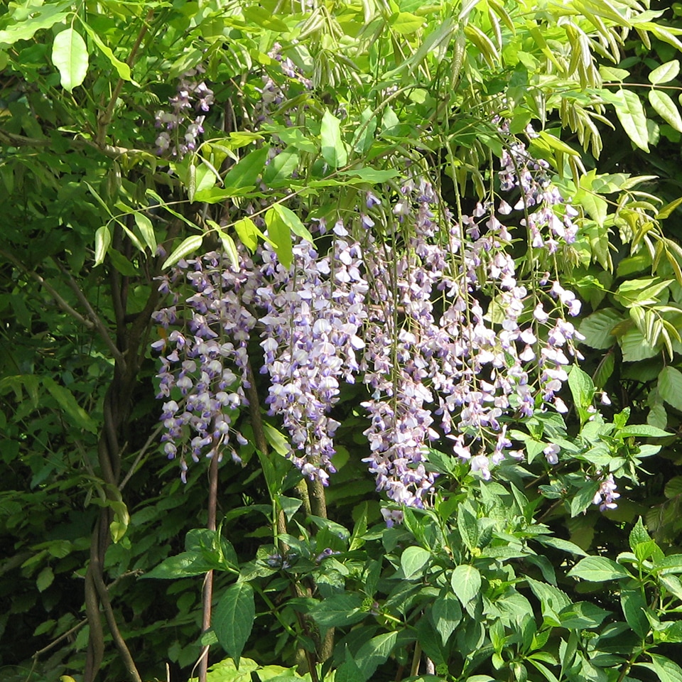 Wisteria, invasive vine strangling trees
