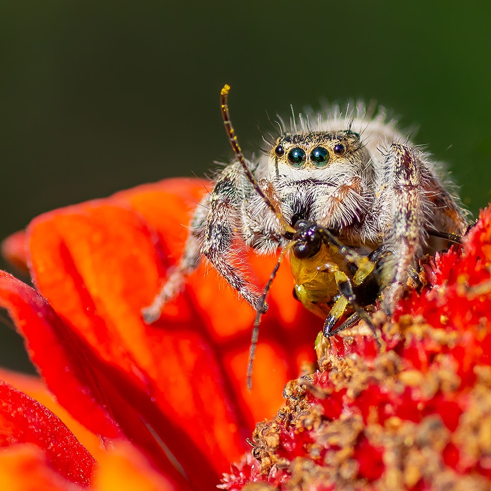 Jumping spider close-up with large eyes and holding prey