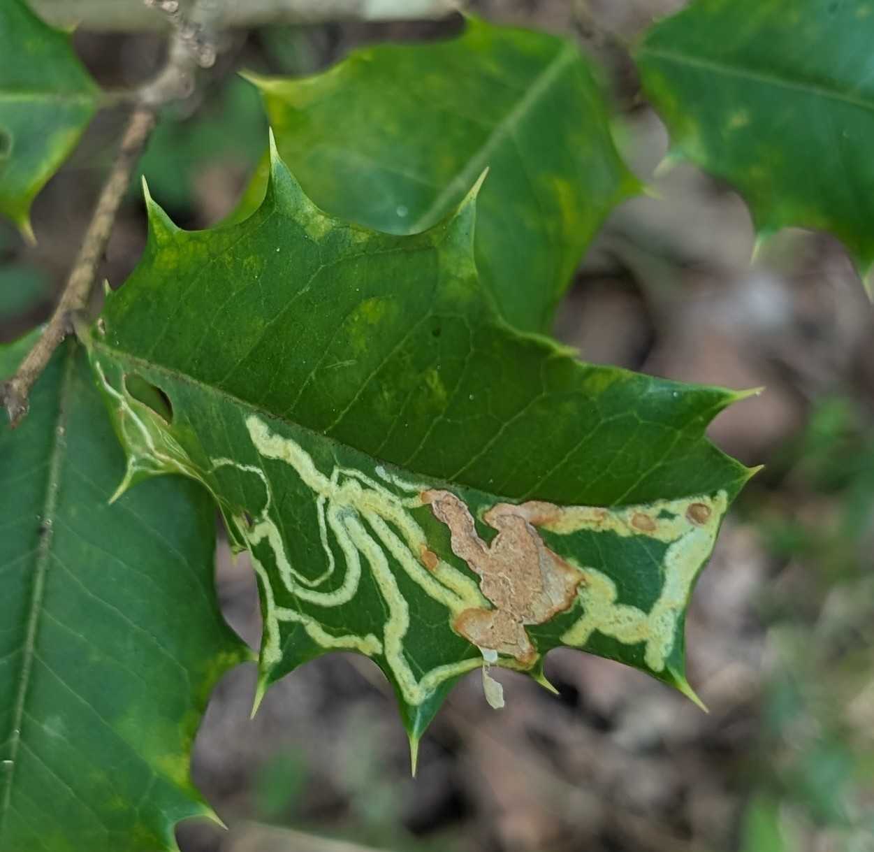 curvy tracks of a serpentine leaf miner
