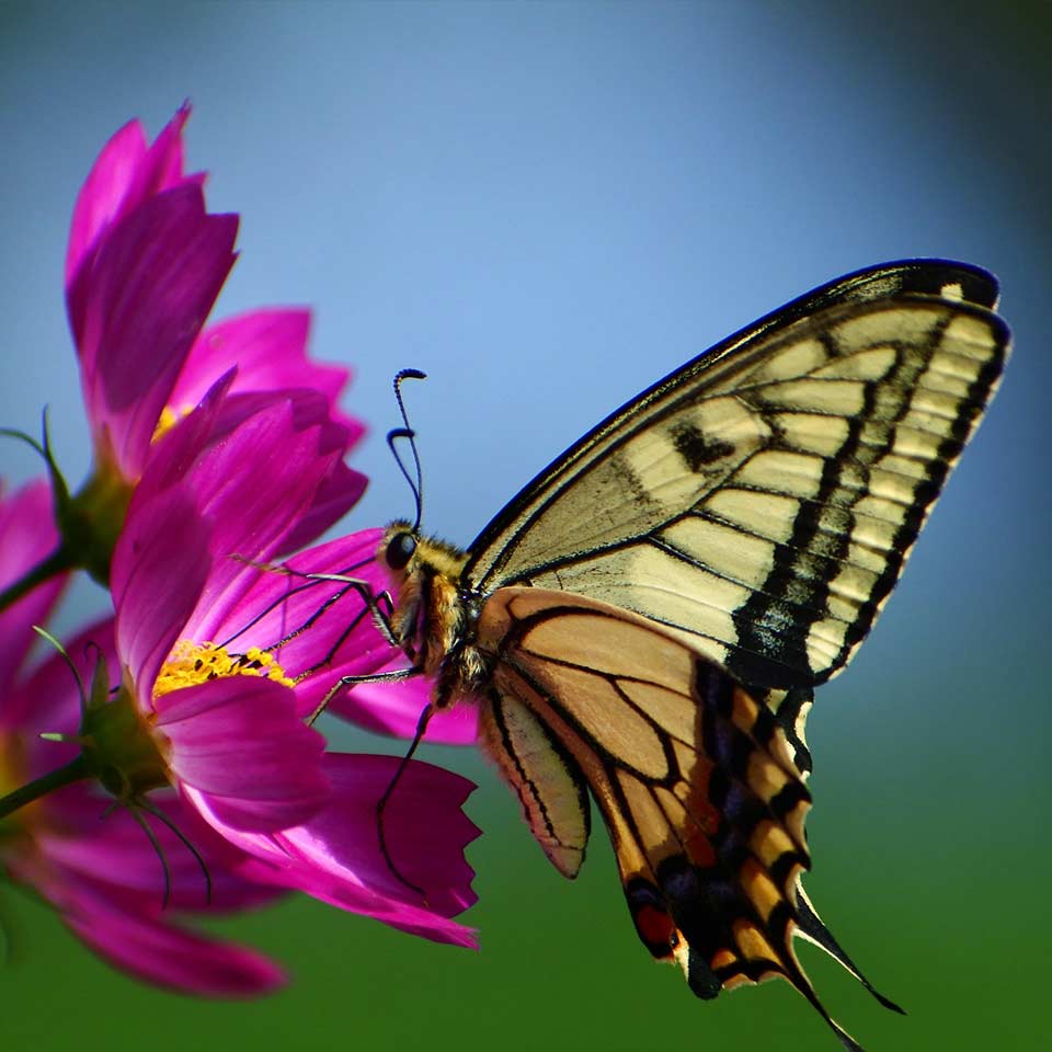 Butterfly on leaf litter, habitat for insects