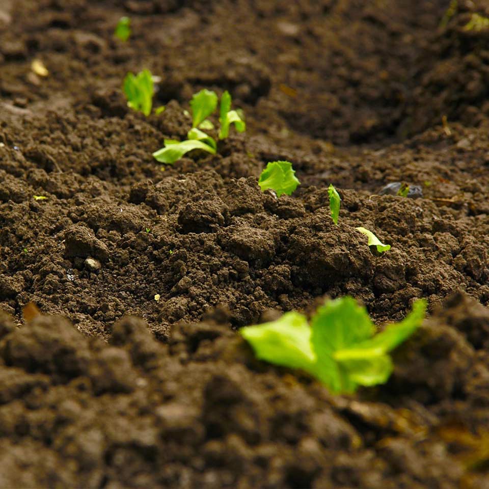 Leaves used as natural fertilizer and mulch
